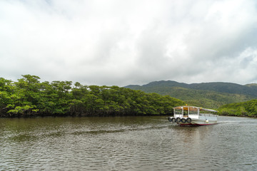 Fototapeta na wymiar Mangrove Forest at Nakama River in Iriomote Island, Okinawa (西表島 マングローブ林(仲間川上流)) 