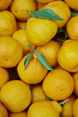 Dekopon orange 