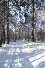 Snowy Siberian forest