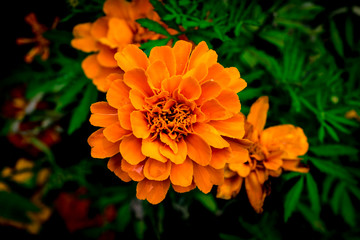 Merigold orange flower