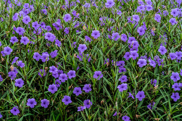 Obraz premium Purple flowers with green leaves