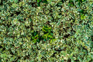 Green and white leaves wall