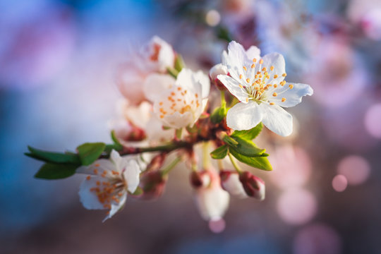 Blossoming of fruit tree during spring. View close-up of branch with white flowers and buds in bright colors. Soft focus and boken background.