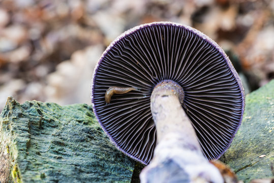 Cortinarius violaceus (Cortinarius hercynicus). Lower part of a Violet mushroom with a small slug on the lamellae