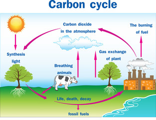 Vector illustration of Carbon cycle