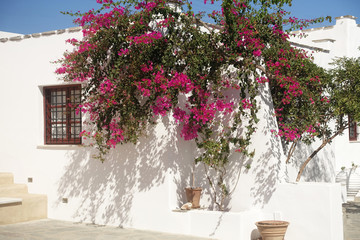 ombre du bougainvillier © helenedevun