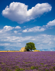 Obraz premium Summer in Valensole with lavender fields, stone house and heart-shaped cloud. Summer in Alpes de Hautes Provence, Southern French Alps, France