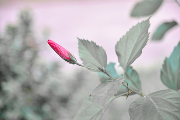 Red Hibiscus on gray abstract background