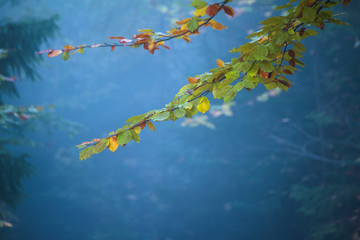 View of branch with colorful leaves on a autumn tree. Nature background in fog forest.