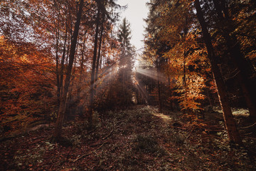 Obraz premium Warm autumn scenery in a forest, with the sun casting beautiful rays of light through the mist and trees