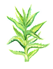 Watercolor aloe vera.Isolated cactus on white background. Beautiful and healthy plant for health care and decoration.