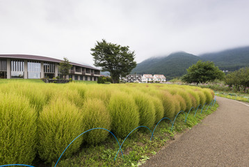 Kokia tumble weed at Oishi park, Lake Kawaguchiko