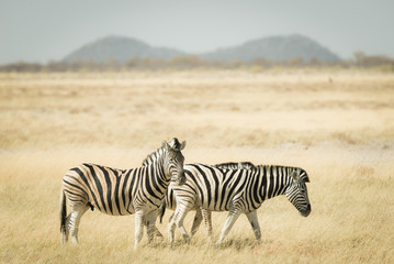 Naklejka na ściany i meble Herd of Zebras grazing in the bush. Wildlife Safari in the Etosha National Park, top travel destination in Namibia, Africa. Toned desaturated image, vintage old retro style.