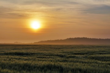 Fototapeta na wymiar Sunrise through fog above the barley field