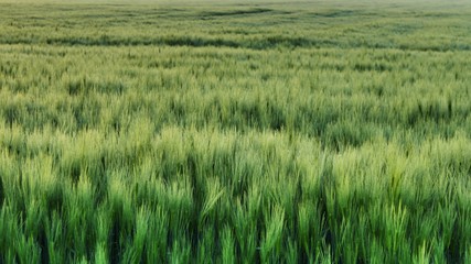 Barley field in sunrise light