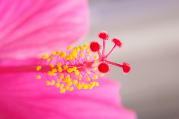 Macro close up of Hibiscus flower pistil and anther