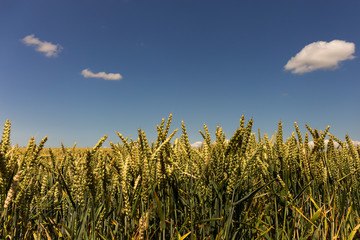 Obraz premium Sommer im Feld