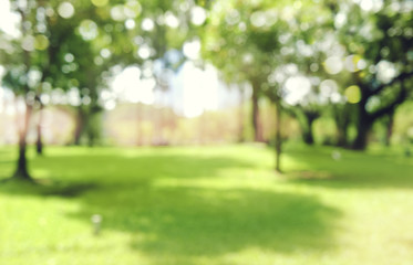 defocused bokeh background of  garden trees in sunny day - obrazy, fototapety, plakaty