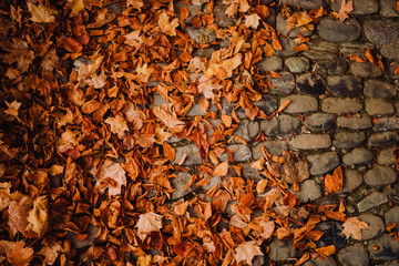 Autumn leaves on a cobblestone street path. Background.