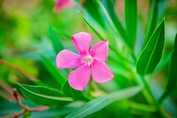 Obraz na płótnie Canvas Flower of a pink oleander
