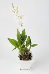 White orchid and green leaf in ceramic pot over white background