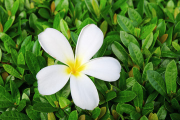 Plumeria , Frangipani flowers , Champa flower