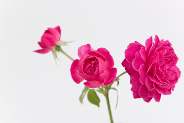 Pink rose flower branch isolated on white background