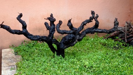 100 Year old grape vine at Italian winery