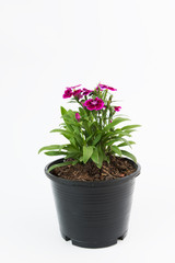Naklejka na ściany i meble Beautiful Dianthus Chinensis Flowers in black plastic flower pot