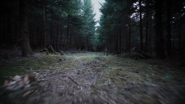 steadicam shot through dark forest