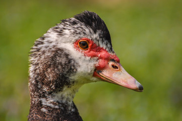Muscovy duck (Cairina moschata), Italy