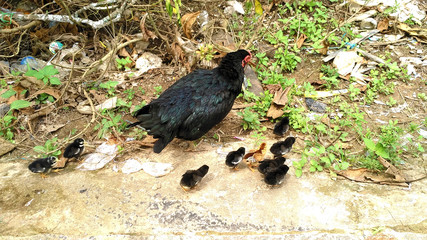 Mother hen and her children were looking to eat