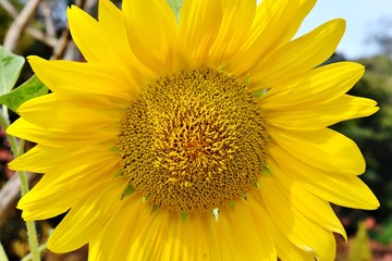 황금 해바라기/golden sunflower/
공원에서 만난 황금 빛 해바라기