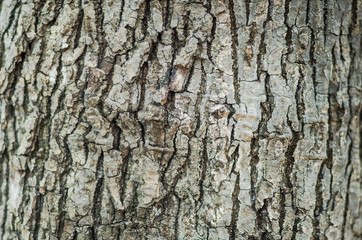 background texture of a tree trunk