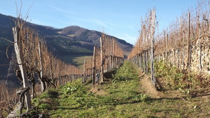Fototapeta premium Vineyards in december, in the renown wine-growing area Spitzer Graben. Region Wachau, Austria, Europe.