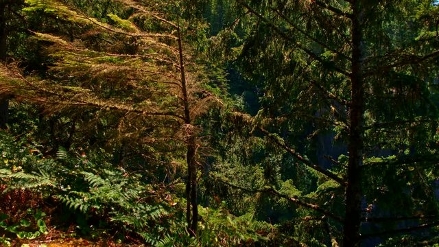 Gliding nature shot of picturesque and mysterious Cape Flattery bay by Pacific ocean coast with rich and colorful blue water and trees on a sunny, warm summer day