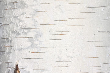 birch bark texture natural background paper close-up / birch tree wood texture / birch tree bark /...