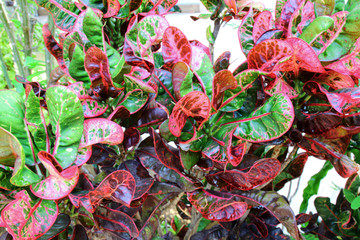 Croton leaves © bancha_photo