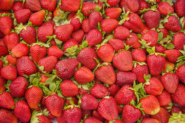 Fresh strawberries