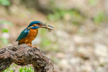 Kingfisher with prey (Alcedo atthis), Po valley, Italy countryside