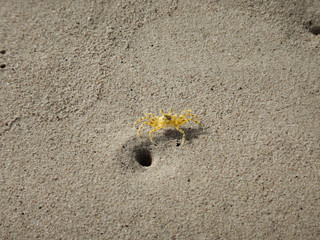 Krebs im Atlantik auf Boa Vista