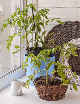 Home vegetable garden with tomatoes on the windowsill