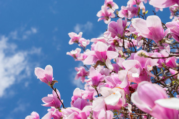 Magnolias in Spring - 125907348