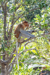 Nasalis Larvatus or long-nosed monkey, known as the bekantan, is a reddish-brown arboreal Old World monkey that is endemic to the southeast Asian island of Borneo..
