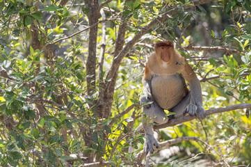 Nasalis Larvatus or long-nosed monkey, known as the bekantan, is a reddish-brown arboreal Old World monkey that is endemic to the southeast Asian island of Borneo..