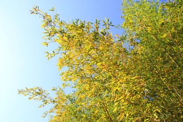 生駒市高山竹林園の綺麗な竹林