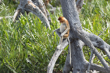 Nasalis Larvatus or long-nosed monkey, known as the bekantan, is a reddish-brown arboreal Old World monkey that is endemic to the southeast Asian island of Borneo..