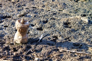 bottle in the mud