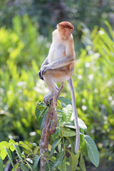 Naklejka premium Nasalis Larvatus or long-nosed monkey, known as the bekantan, is a reddish-brown arboreal Old World monkey that is endemic to the southeast Asian island of Borneo..