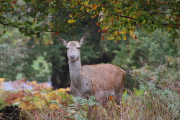Cute deer looking at camera